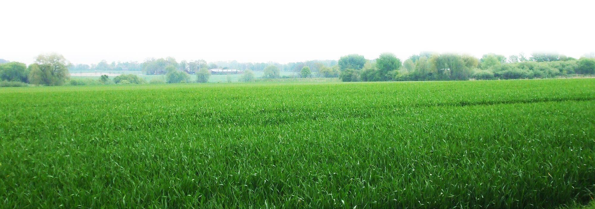 Ein weitläufiges Feld mit saftigem, grünem Gras unter klarem Himmel.